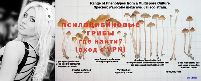 Галлюциногенные грибы Psilocybe  даркнет официальный сайт  Красавино  наркошоп 